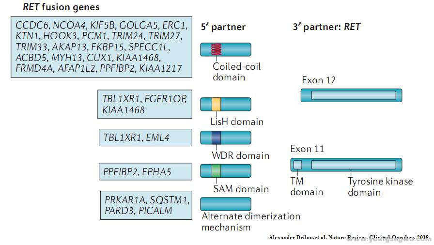RET融合NSCLC3.jpg