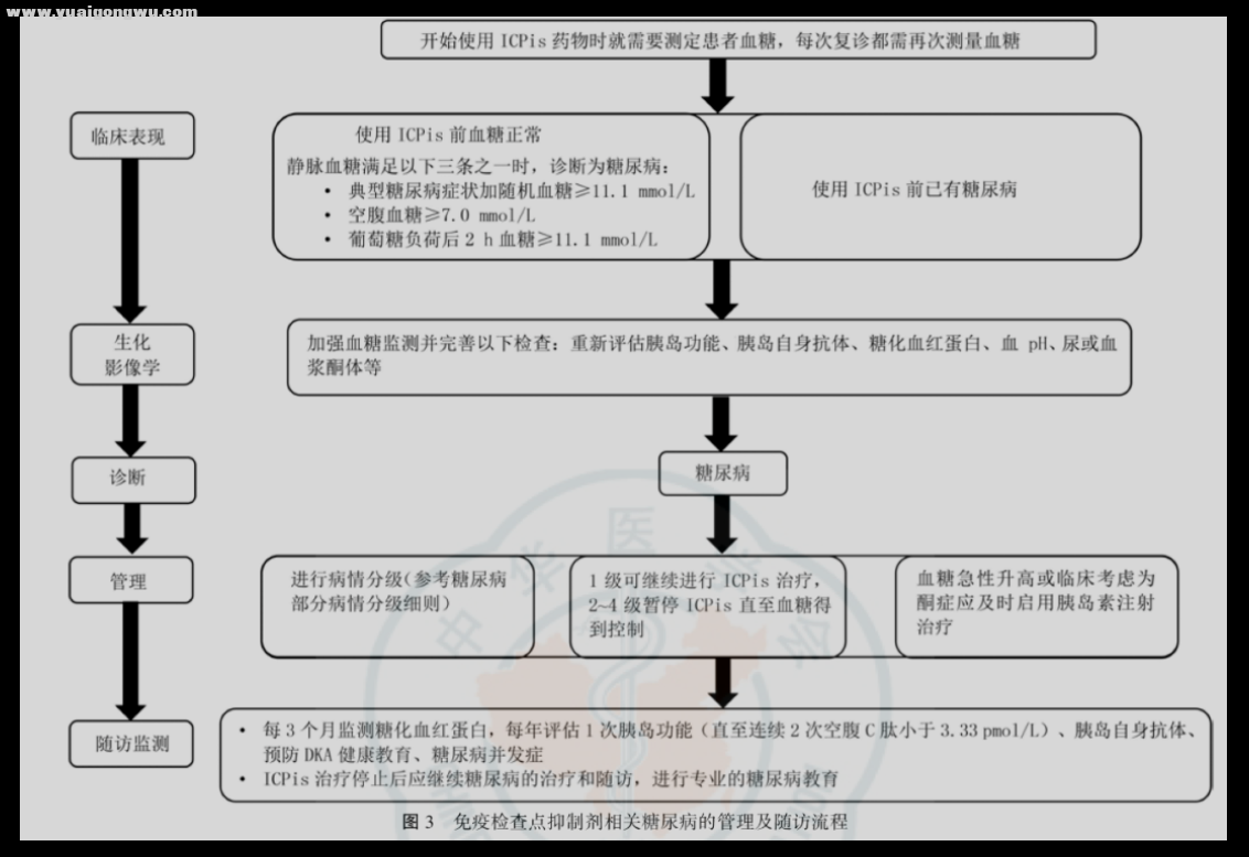 免疫相关糖尿病v.png